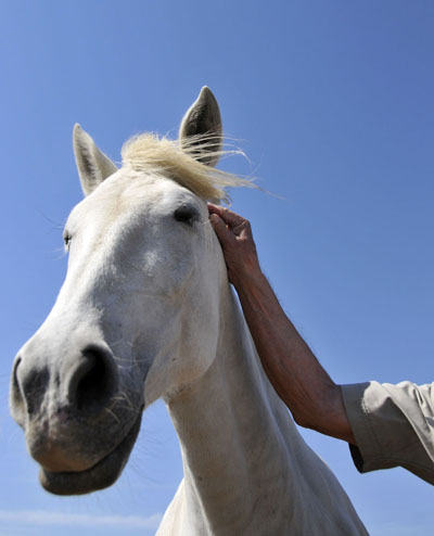 one of Hacienda Maria's friendly mares