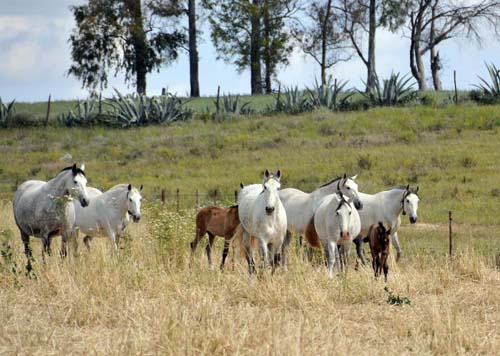 curious mares and nonchalant foals