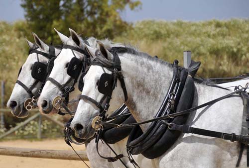 the three leaders in the five-in-hand team