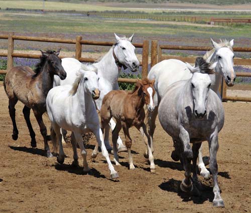 a herd of mares and foals running into the arena