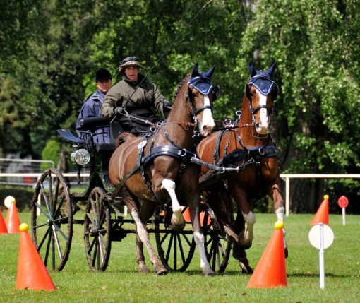 American driver Randy Cadwell on the cones course with her pair of horses