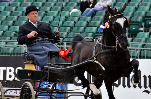 ... and the champion in the hackney division (check back for the horse's name because, after I've touted it, the show's website doesn't have these results posted yet)