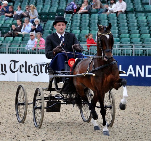 this hackney pony was declared reserve champion for the hackney division (check back for the pony's name because, after I've touted it, the show's website doesn't have these results posted yet)