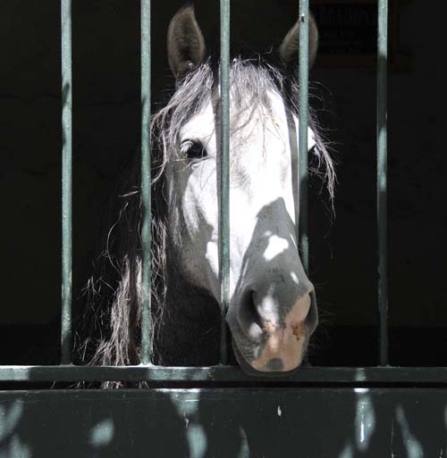 this horse really wanted his nose scratched and his photo taken