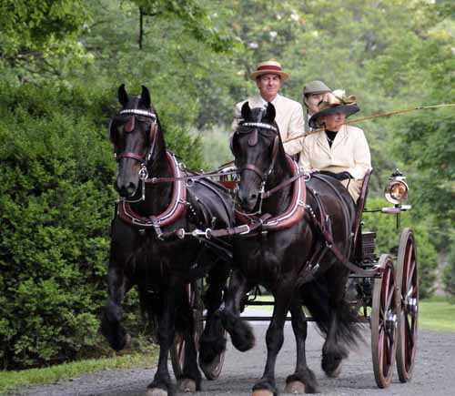 © Jennifer Singleton – Please do not copy or save without permission Tom Burgess, driving his pair of Friesians's on the twilight drive; his wife Gloria is the groom in the back, and Gloria's mother is sitting beside Tom (to see what they're looking at, see below)