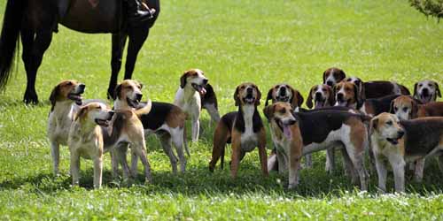 © Jennifer Singleton – Please do not copy or save without permission later on Saturday, after the rain, everyone was treated to a visit from the huntsman, whippers-in, and hounds of the local hunt; here, the hounds have gathered in the shade and are watching all the people watching them