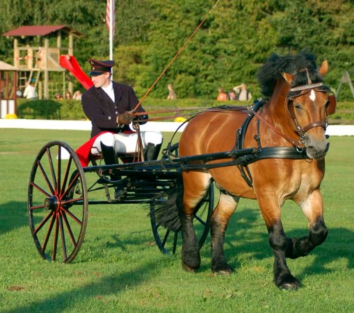 one of the cold-blooded (draft) stallions in the opening ceremony show