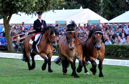 ... and another stallion presentation, with one being ridden and two driven
