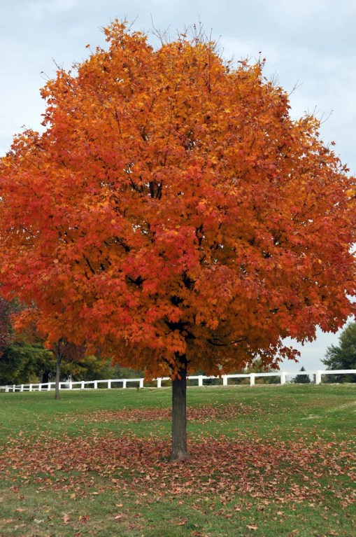 © Jennifer Singleton – do not copy or save without permission