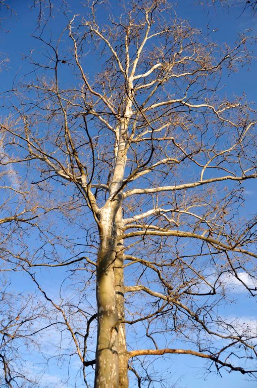 © Jennifer Singleton – do not copy or save without permission