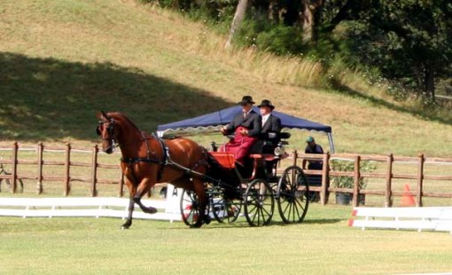 Bill Peacock entering the dressage arena