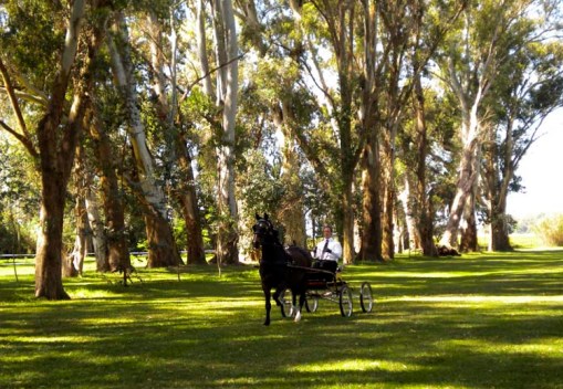 showing a Hackney horse at Dr Gibellis