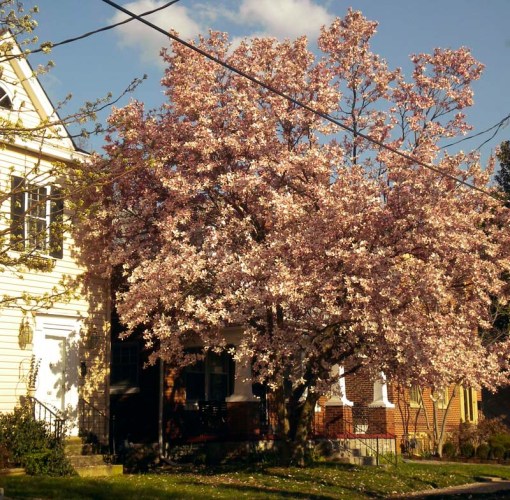 tulip magnolia - mar 2012