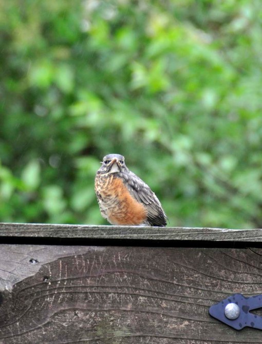 © Jennifer Singleton