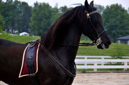 © Jennifer Singleton / Carriage Association of America