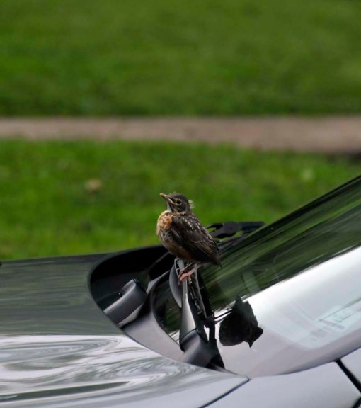 © Jennifer Singleton