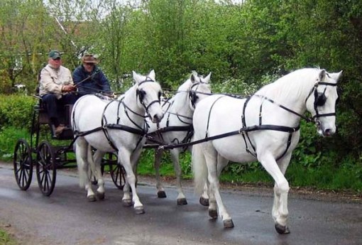 photo by Susan Townsend