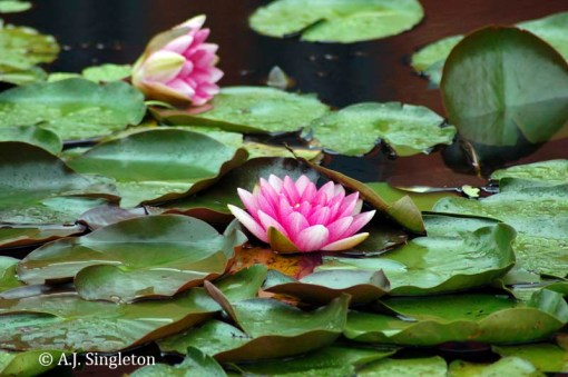 © 2012 A.J. Singleton - Please do not save or copy without permission.