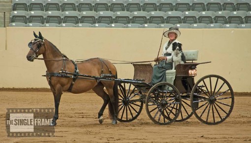 blog-CarriageDogs13-201406