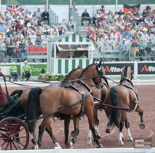 blog-Weber-dressage11